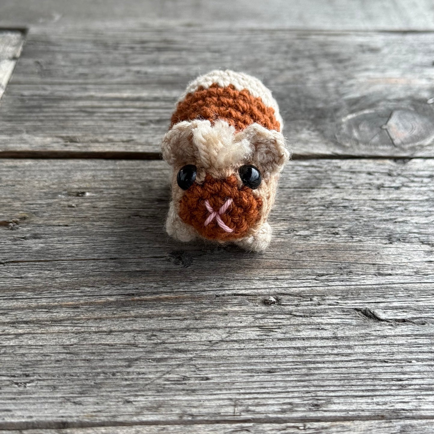 Meerschwein hellbraun-dunkelbraun