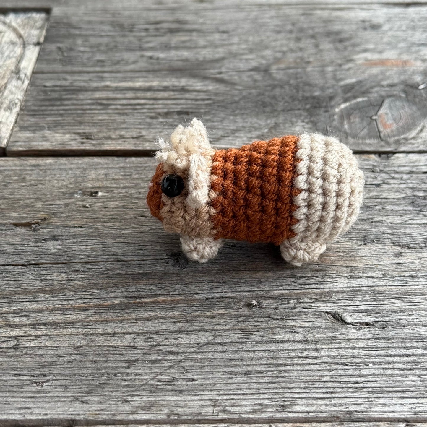 Meerschwein hellbraun-dunkelbraun