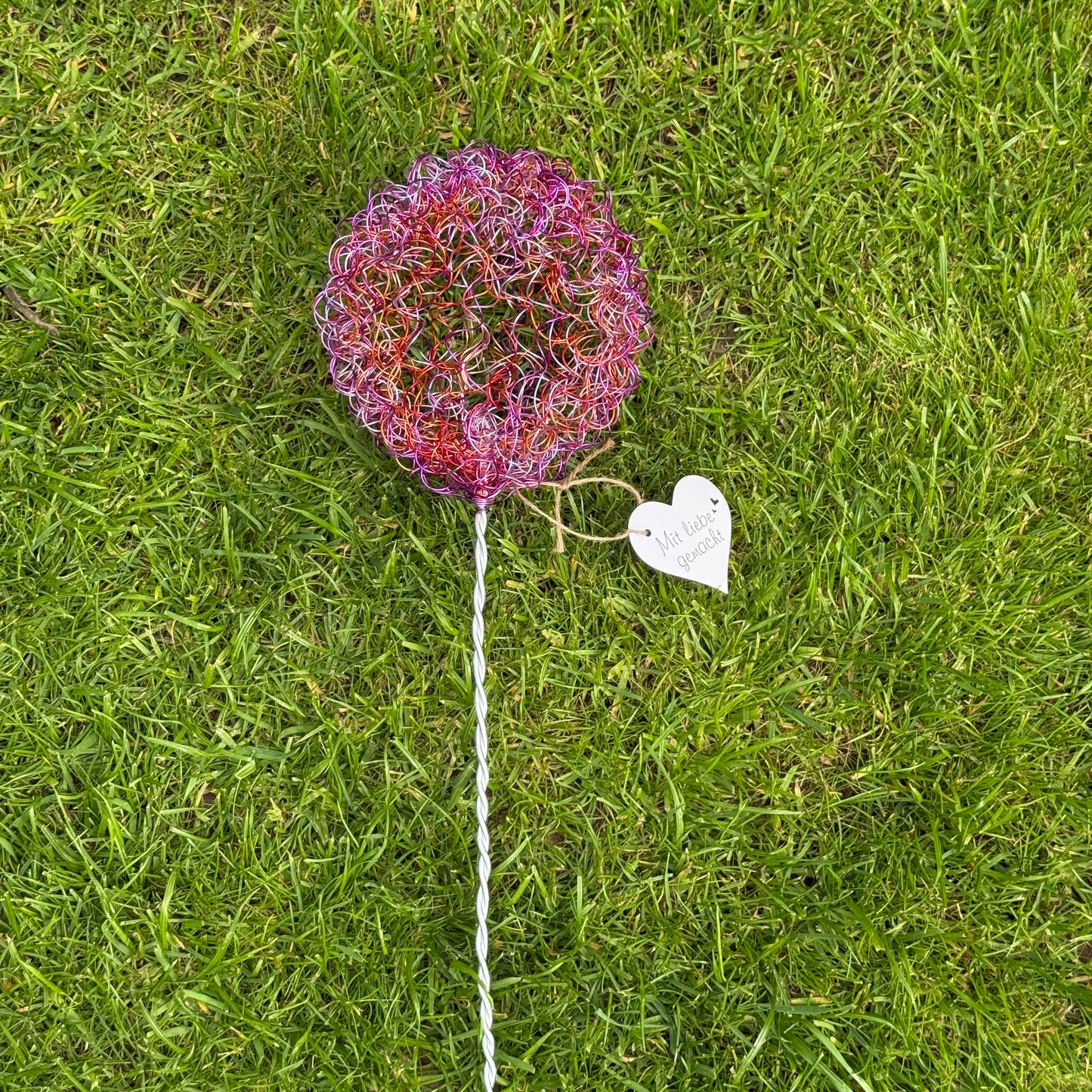 Drahtblüte Allium pink-rosa
