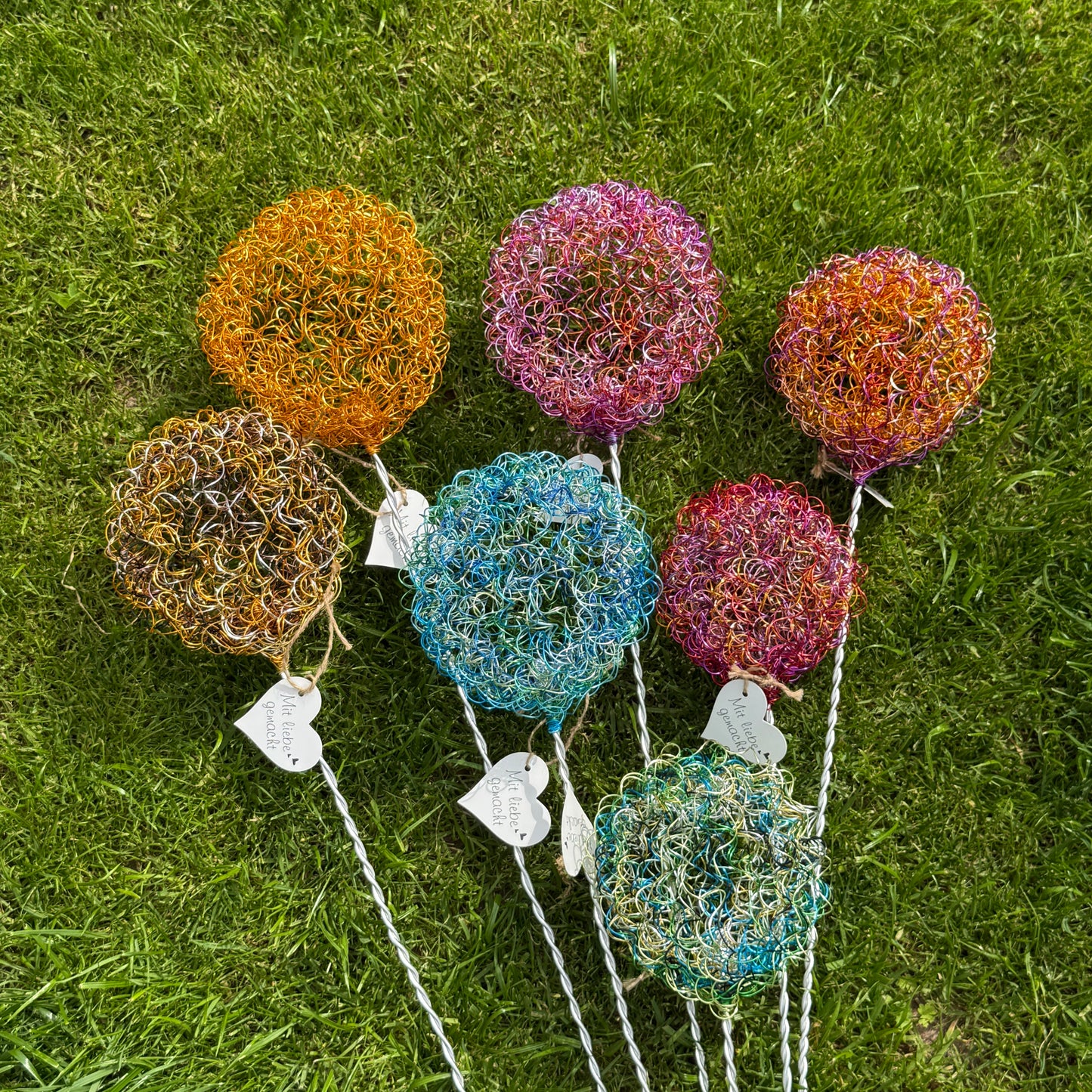 Drahtblüte Allium Überraschungsfarbe