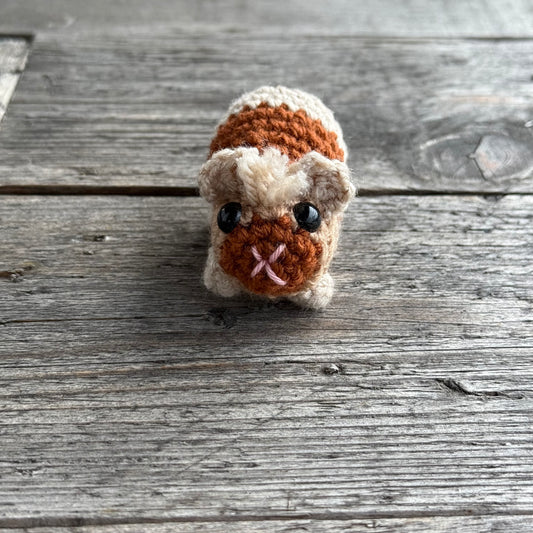 Meerschwein hellbraun-dunkelbraun